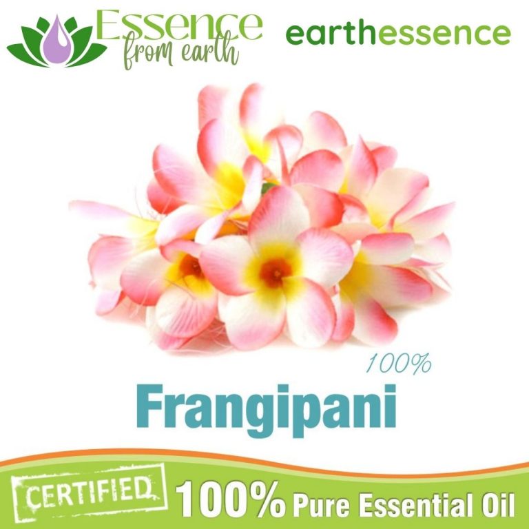 Frangipani Essential Oil Essence From Earth
